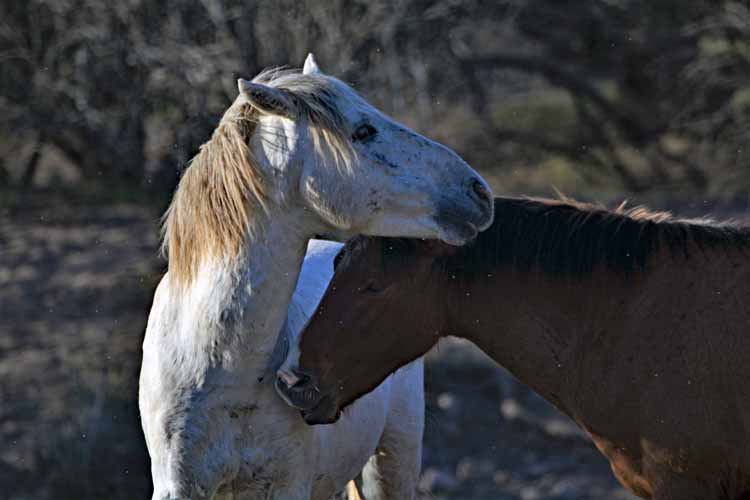 mustangs